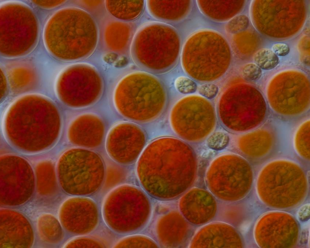 雨生紅球藻實驗